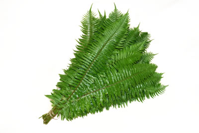 Flat Fern